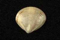 藏品(普通文蛤)的圖片